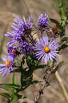 New England aster